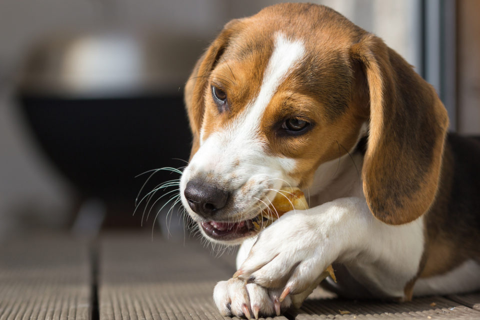 Kaustreifen für AllergikerHunde Ideal für ernährungssensible Tiere